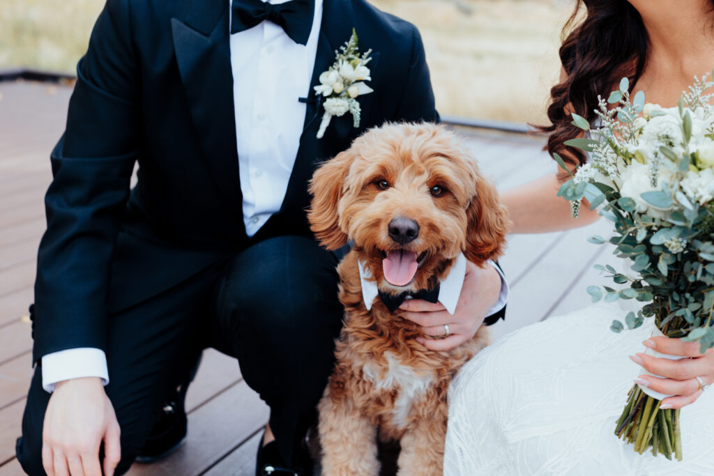 Dog in tux at wedding in Red Rock Las Vegas